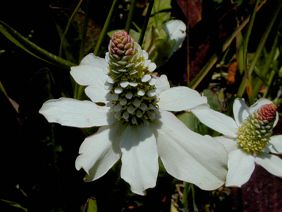 Anemopsis californica; Photo # 104
by Kenneth L. Bowles