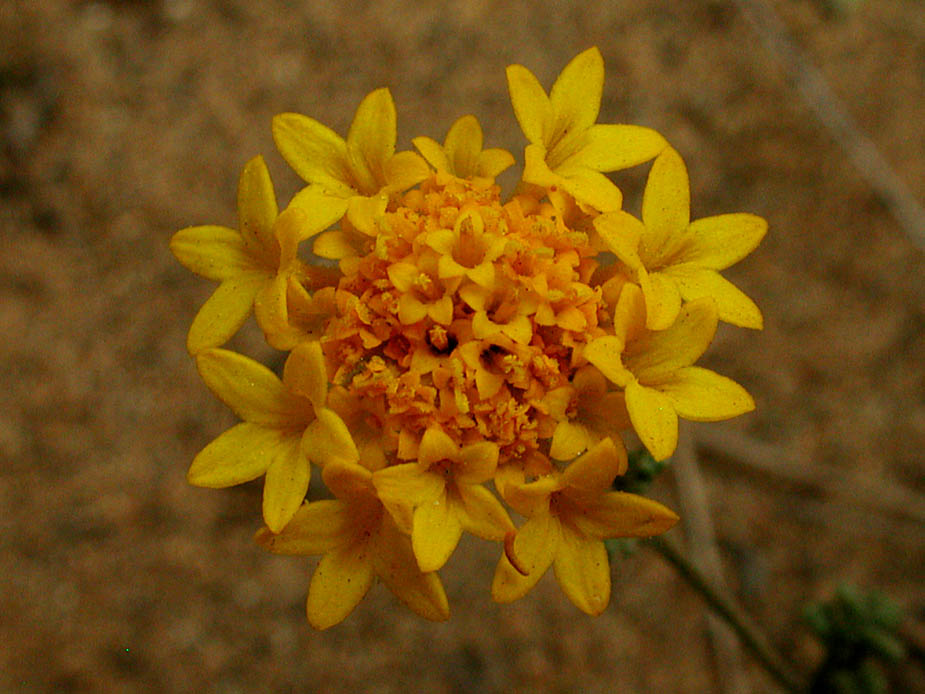 Chaenactis gabriuscula var orcuttiana; Photo # 111
by Kenneth L. Bowles