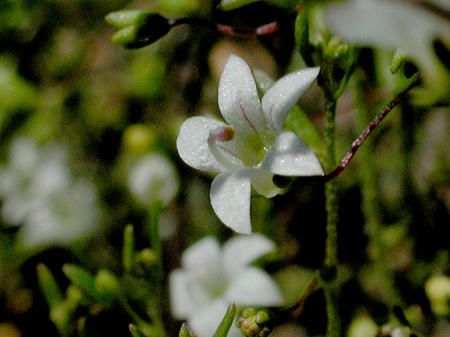Nemacladus ramosissimus; Photo # 114
by Kenneth L. Bowles