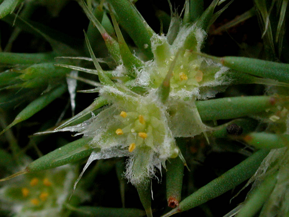 Cardionema ramosissimum; Photo # 116
by Kenneth L. Bowles