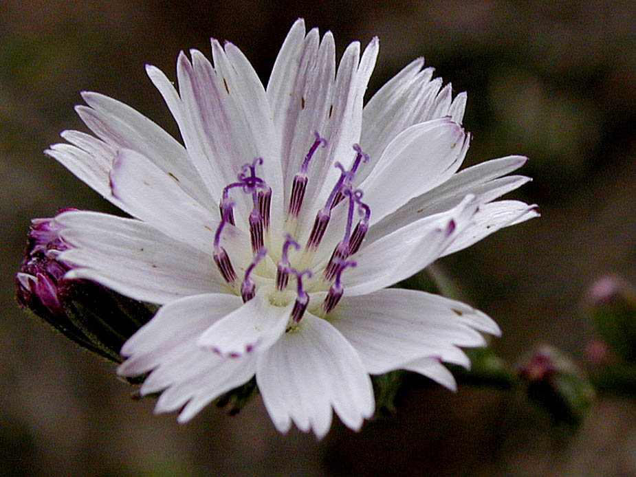 Stephanomeria diegensis; Photo # 12
by Kenneth L. Bowles