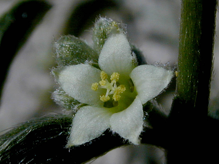 Ditaxis lanceolata; Photo # 120
by Kenneth L. Bowles