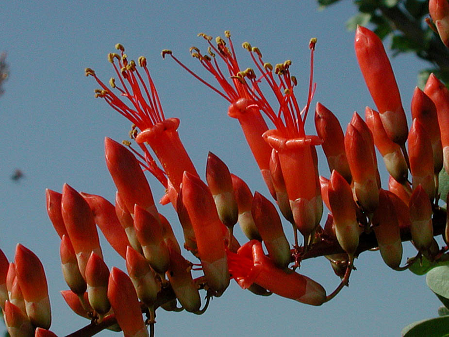 Fouquieria splendens ssp. splendens; Photo # 121
by Kenneth L. Bowles
