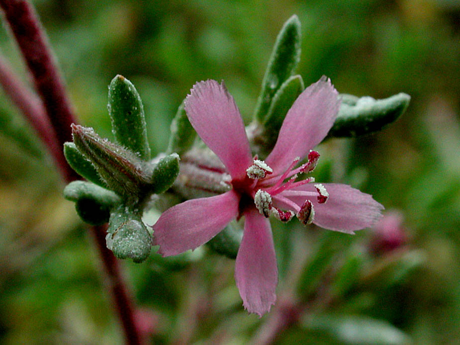 Frankenia salina; Photo # 122
by Kenneth L. Bowles