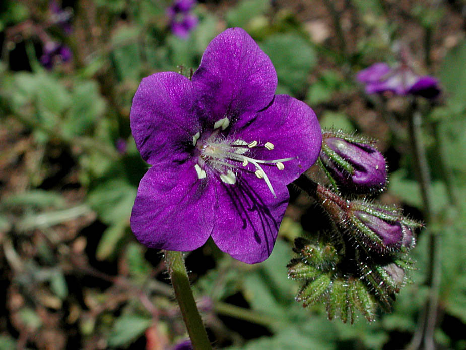 Phacelia parryi; Photo # 125
by Kenneth L. Bowles