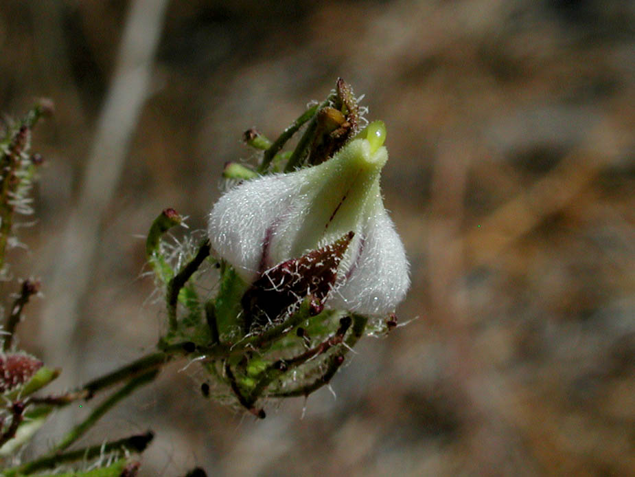Cordylanthus rigidus; Photo # 135
by Kenneth L. Bowles