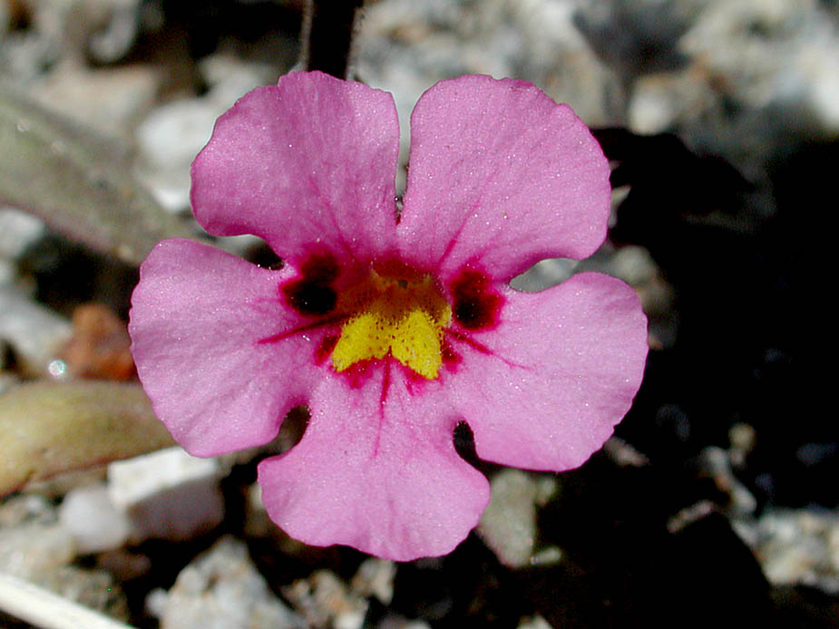 Mimulus bigelovii var. bigelovii; Photo # 136
by Kenneth L. Bowles