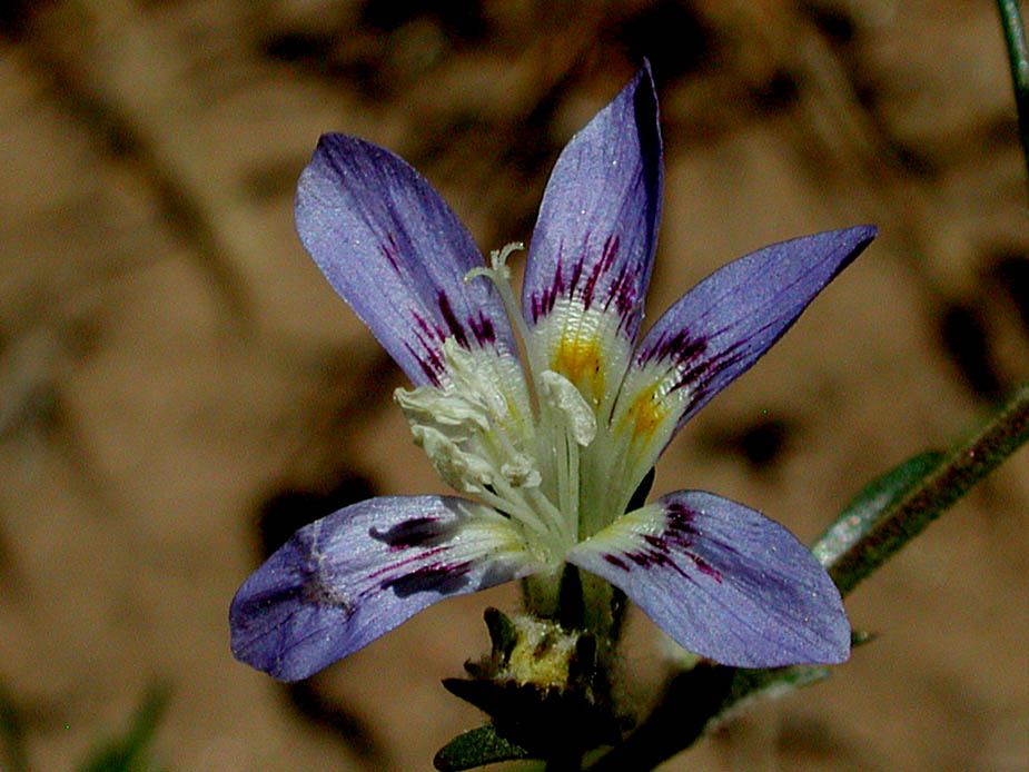 Eriastrum sapphirinum; Photo # 138
by Kenneth L. Bowles