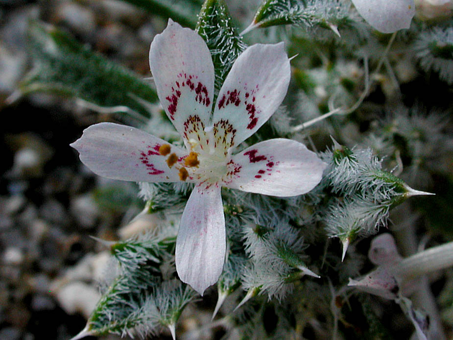 Loeseliastrum matthewsii; Photo # 139
by Kenneth L. Bowles