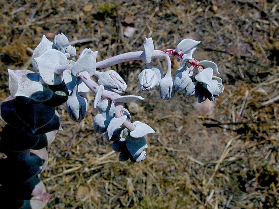 Dudleya pulverulenta; Photo # 18
by Kenneth L. Bowles