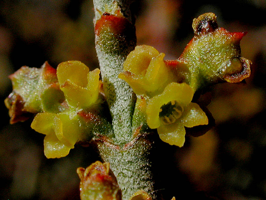 Phoradendron californicum; Photo # 20
by Kenneth L. Bowles