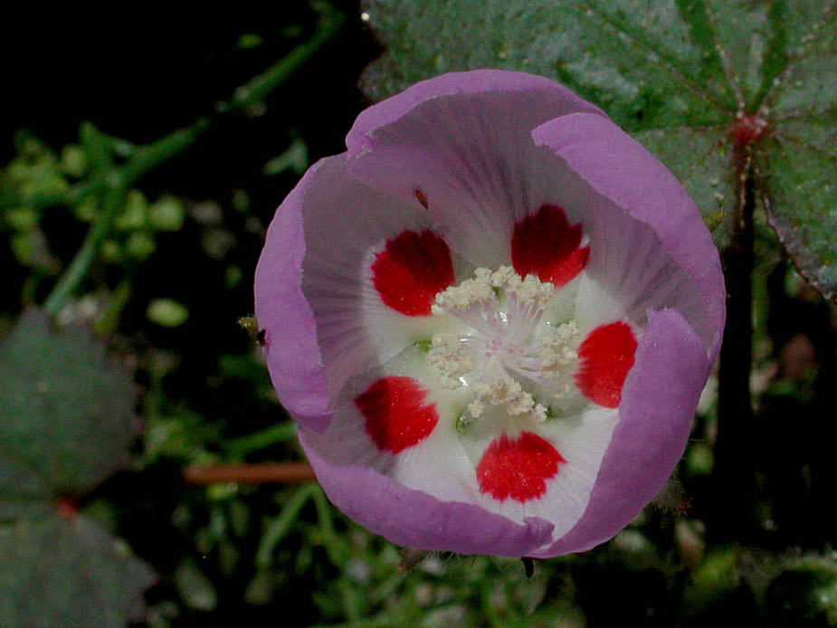Eremalche rotundifolia; Photo # 21
by Kenneth L. Bowles