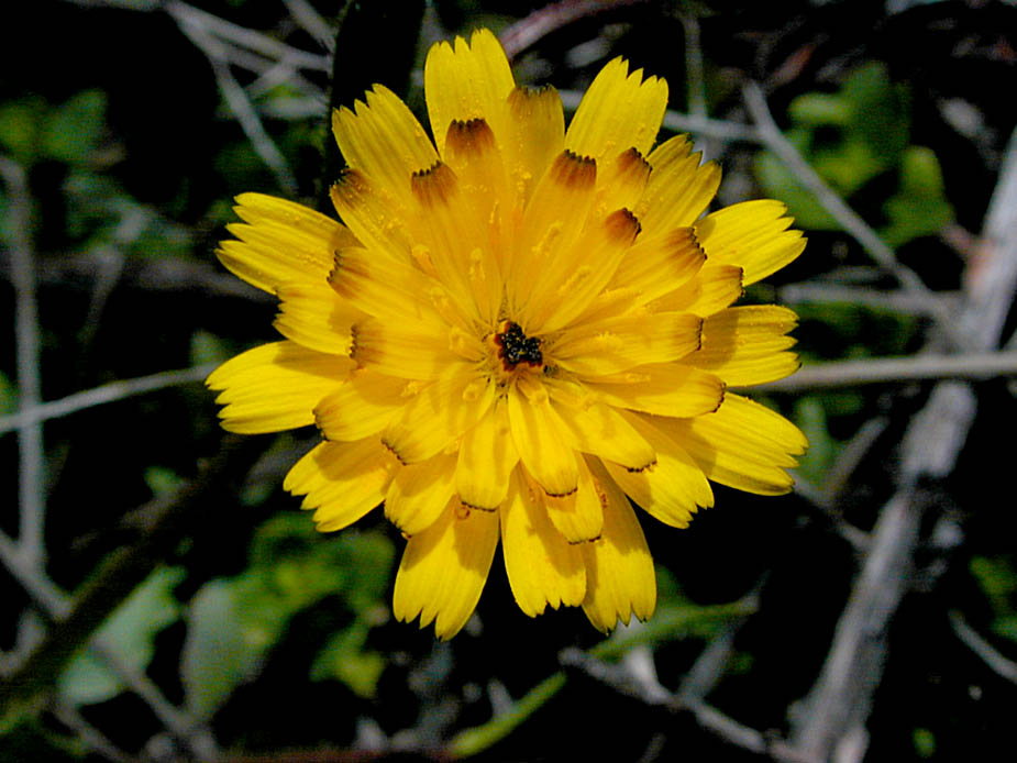 Hedypnois cretica; Photo # 24
by Kenneth L. Bowles