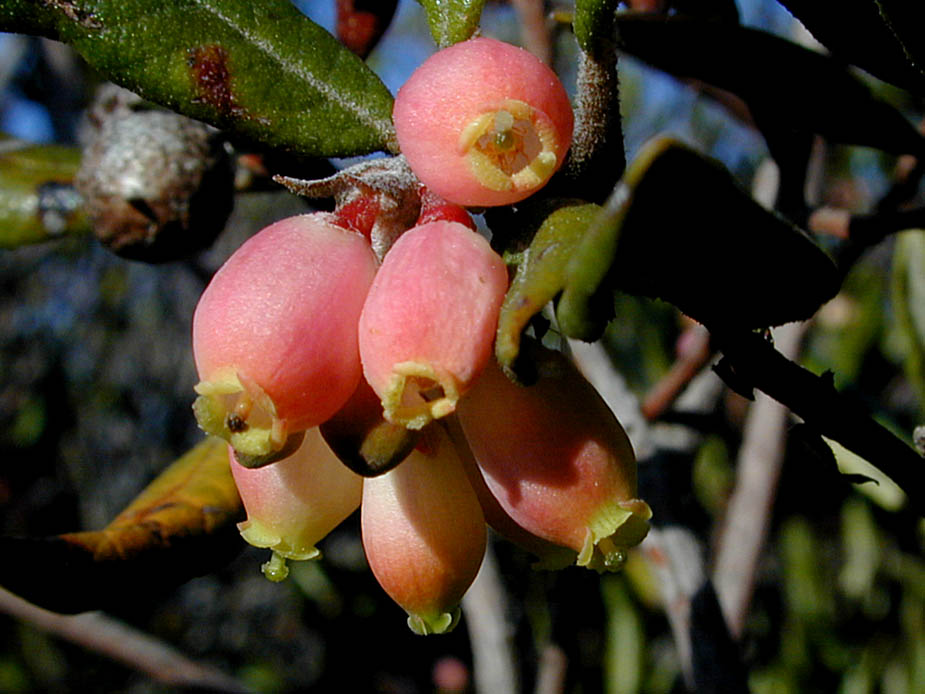 Xylococcus bicolor; Photo # 33
by Kenneth L. Bowles