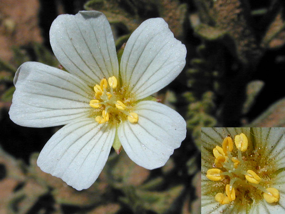 Limnanthes gracilis ssp. parishii; Photo # 34
by Kenneth L. Bowles