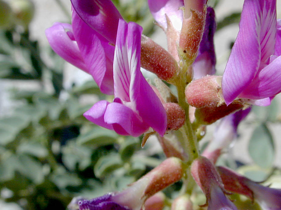 Astragalus lentiginosus; Photo # 35
by Kenneth L. Bowles