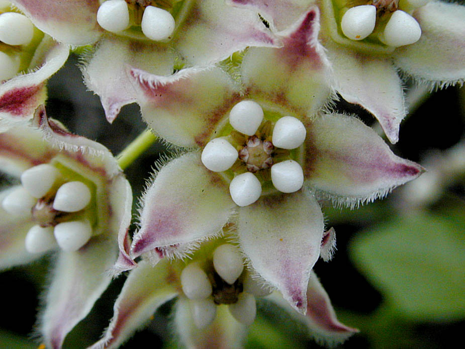 Sarcostemma cynanchoides; Photo # 36
by Kenneth L. Bowles