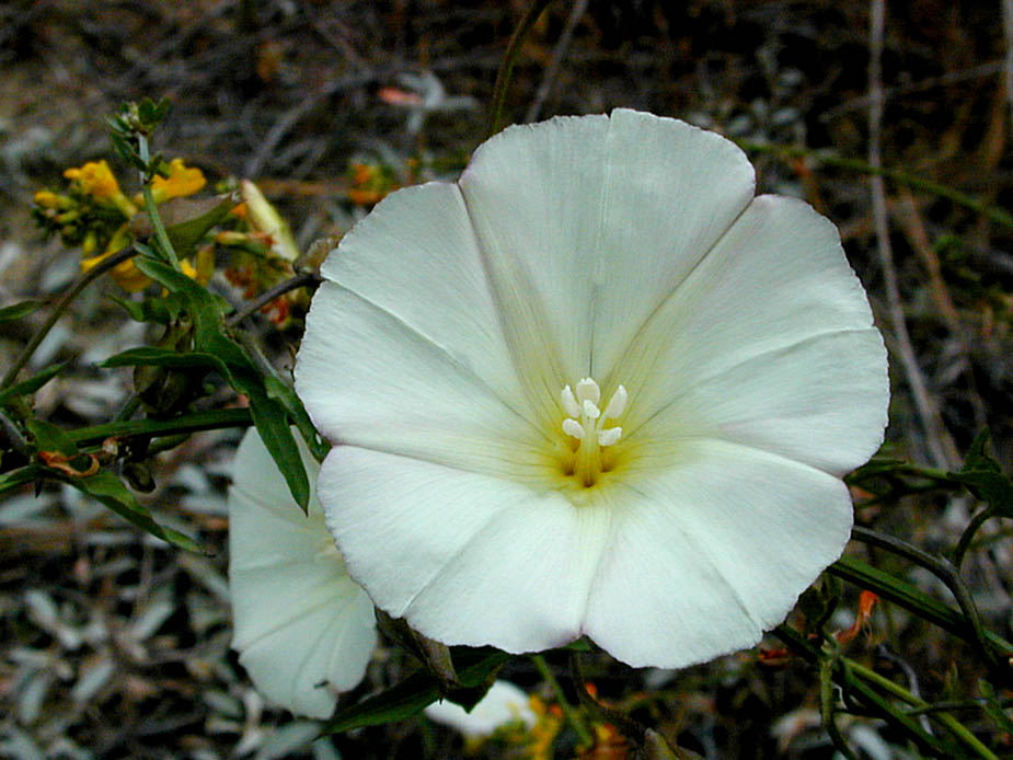 Calystegia macrostegia; Photo # 38
by Kenneth L. Bowles