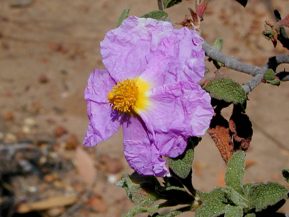 Cistus creticus; Photo # 49
by Kenneth L. Bowles