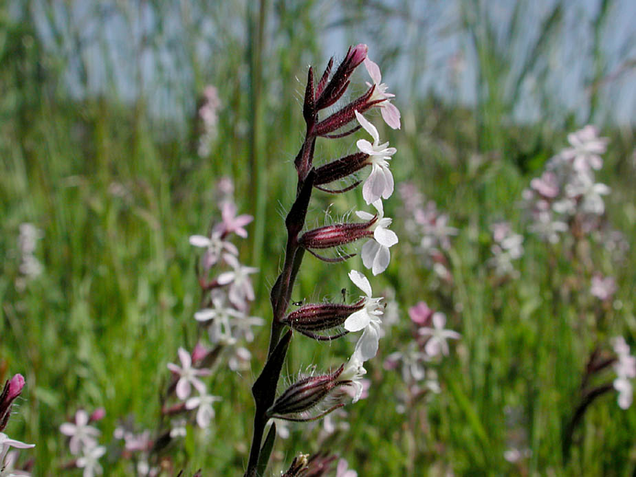 Silene gallica; Photo # 51
by Kenneth L. Bowles