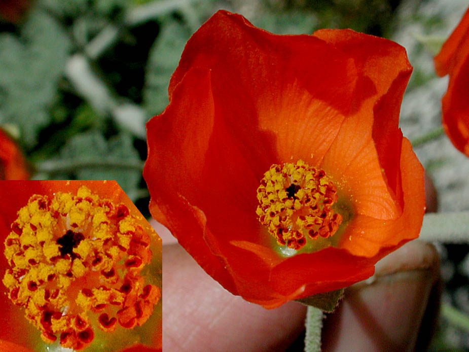 Sphaeralcea ambigua ssp. rugosa; Photo # 52
by Kenneth L. Bowles