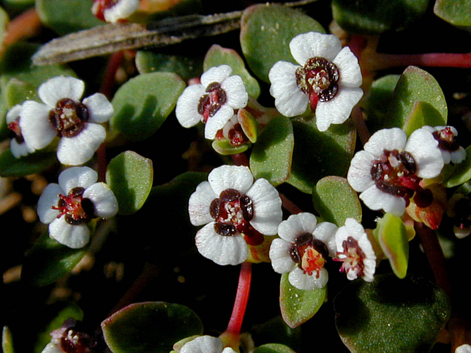 Chamaesyce albomarginata; Photo # 53
by Kenneth L. Bowles