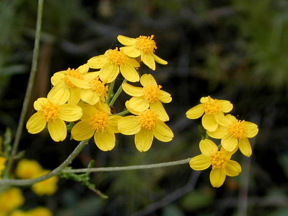 Eriophyllum confertiflorum var. confertiflorum; Photo # 57
by Kenneth L. Bowles