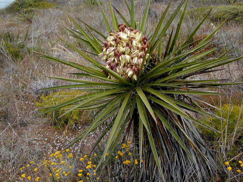 Yucca schidigera; Photo # 58
by Kenneth L. Bowles