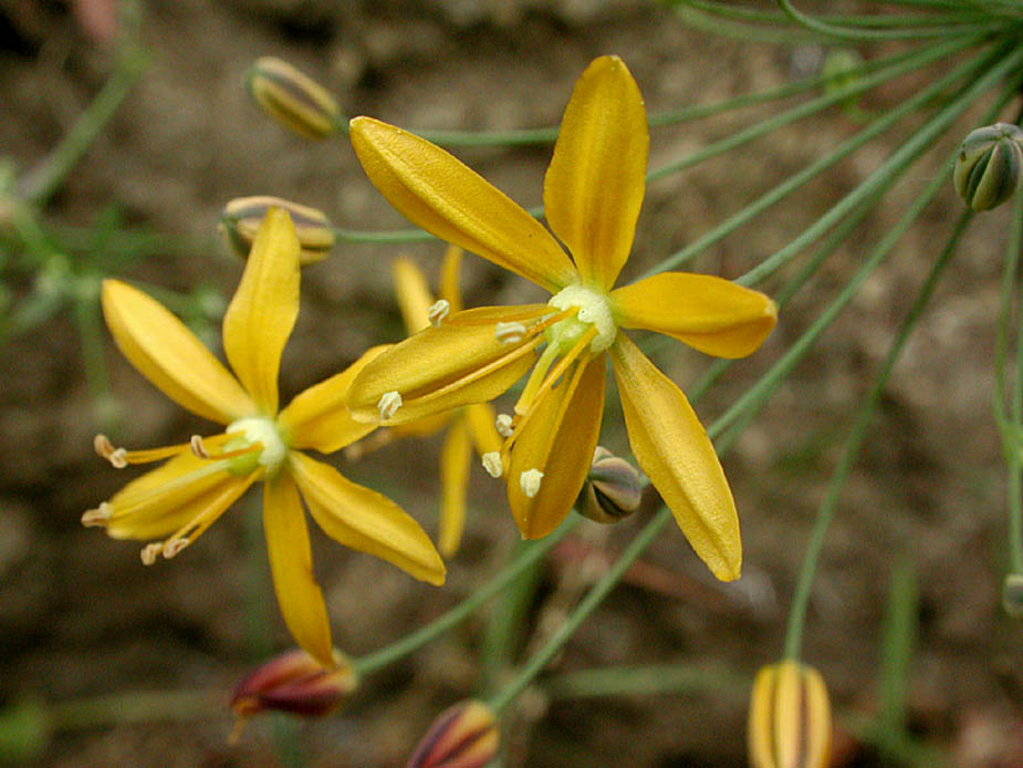 Bloomeria crocea; Photo # 59
by Kenneth L. Bowles