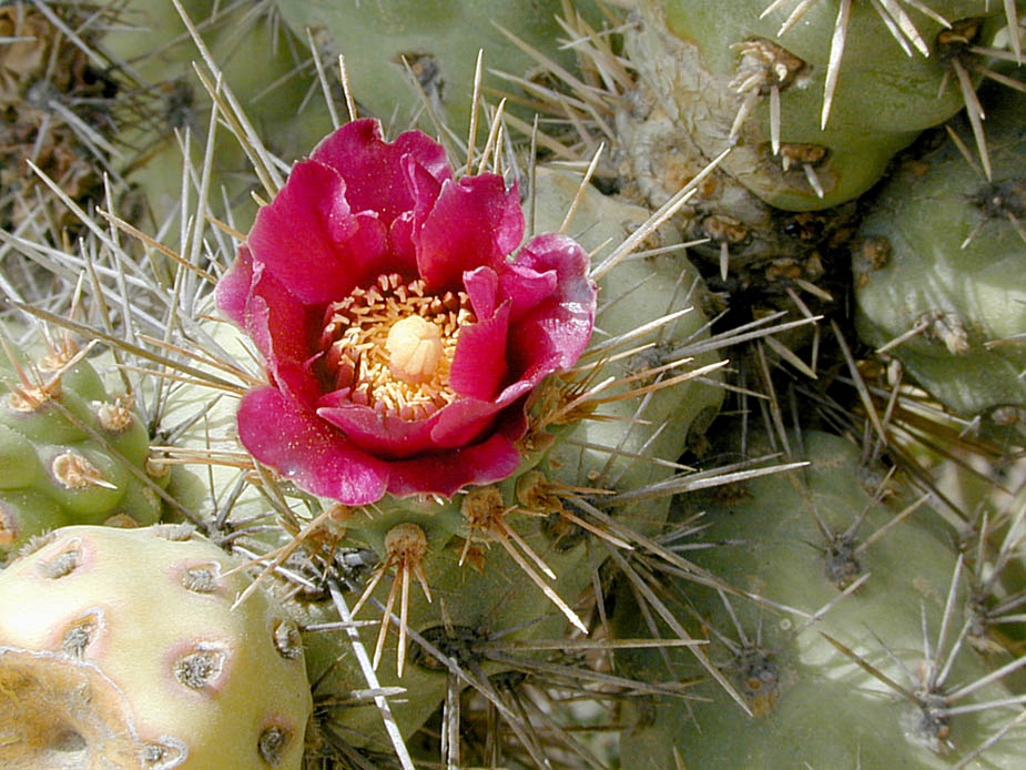 Cylindropuntia prolifera; Photo # 6
by Kenneth L. Bowles