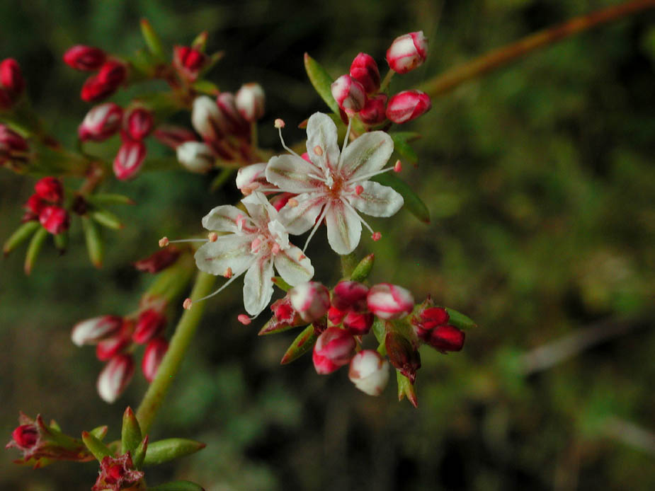 Eriogonum fasciculatum; Photo # 60
by Kenneth L. Bowles