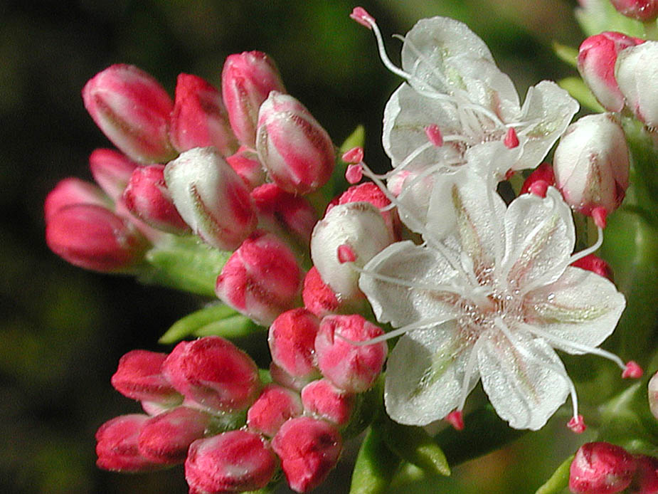 Eriogonum fasciculatum; Photo # 61
by Kenneth L. Bowles