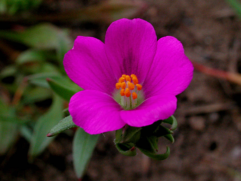 Calandrinia ciliata; Photo # 63
by Kenneth L. Bowles