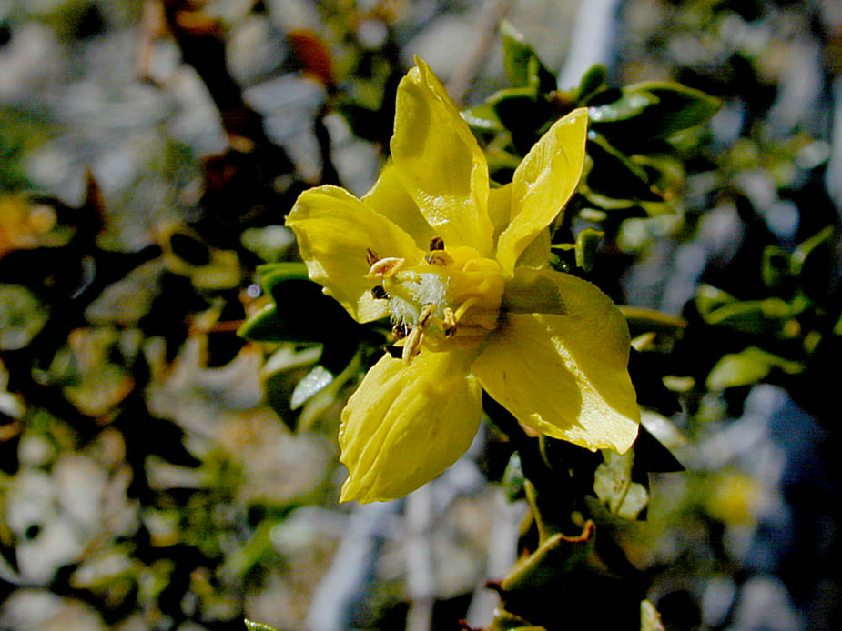 Larrea tridentata; Photo # 70
by Kenneth L. Bowles