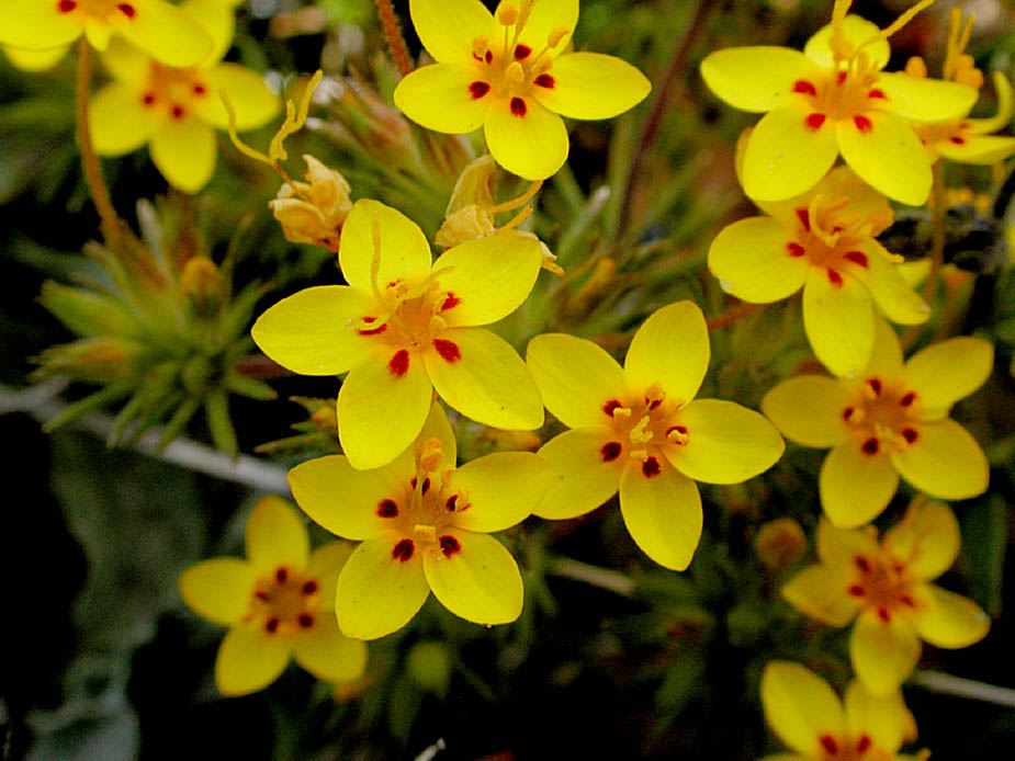 Linanthus parviflorus [Yellow]; Photo # 77
by Kenneth L. Bowles