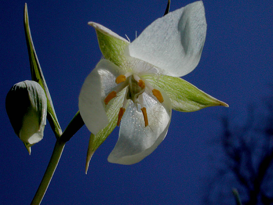 Calochortus albus; Photo # 8
by Kenneth L. Bowles
