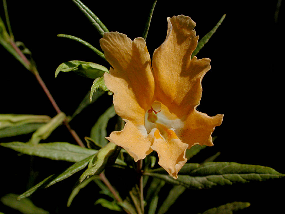 Mimulus aurantiacus; Photo # 80
by Kenneth L. Bowles