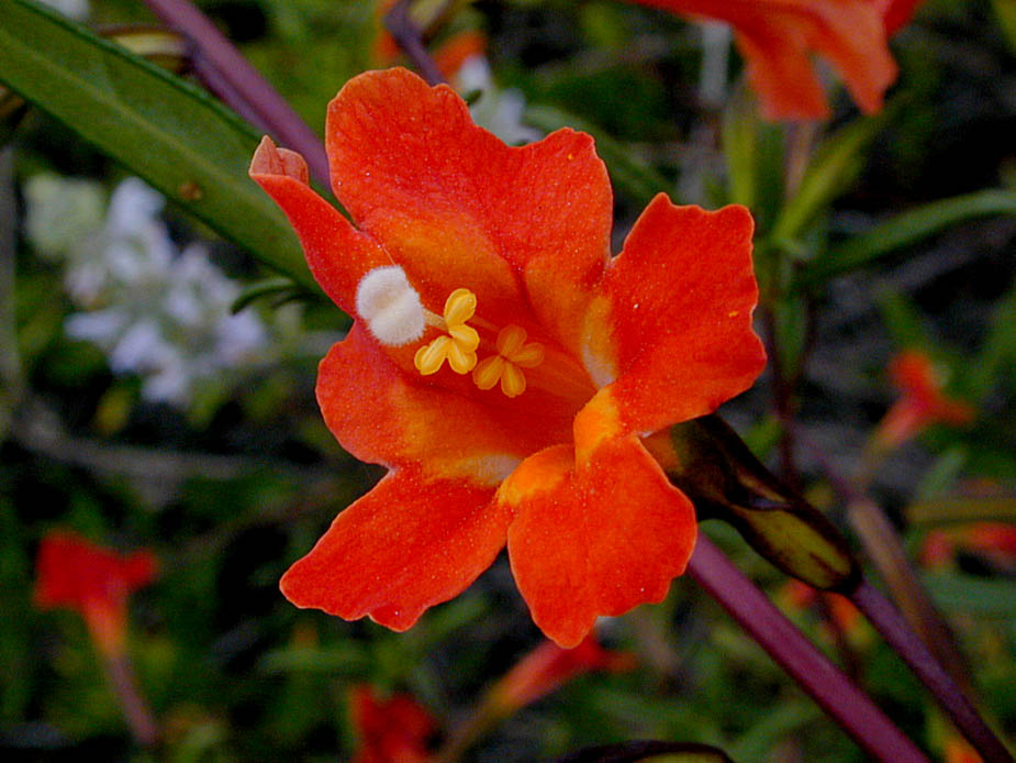 Mimulus puniceus; Photo # 81
by Kenneth L. Bowles