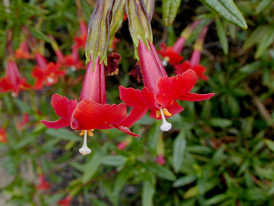 Mimulus puniceus; Photo # 82
by Kenneth L. Bowles