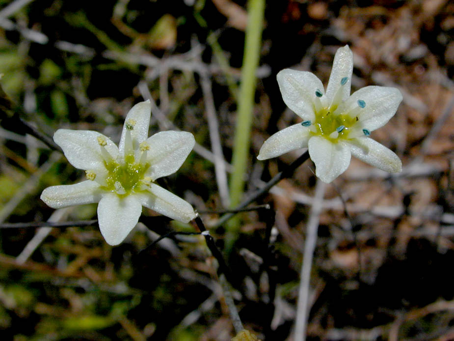 Muilla maritima; Photo # 83
by Kenneth L. Bowles