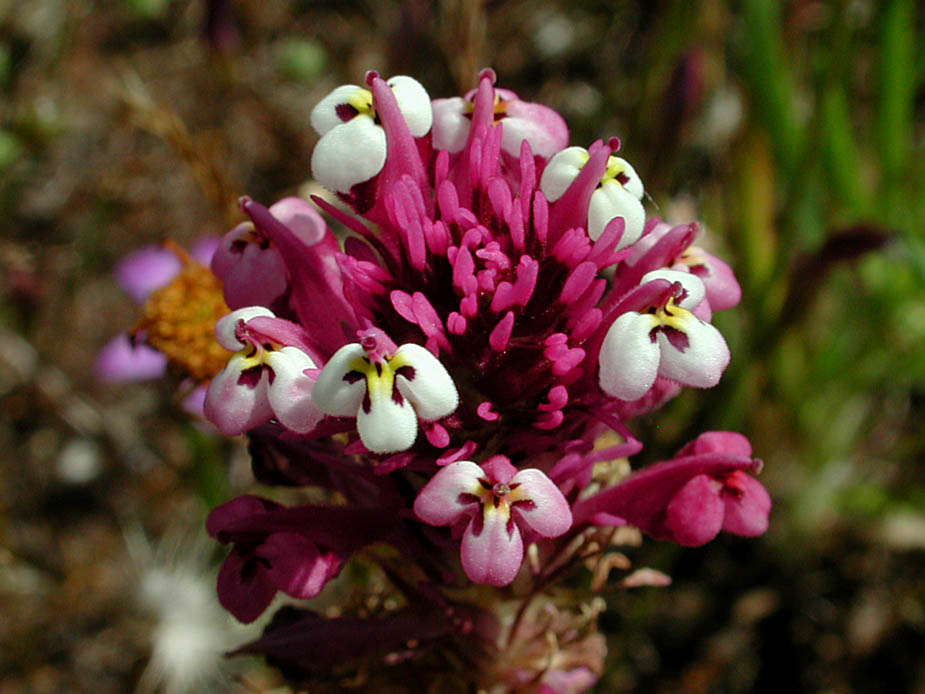 Castilleja densiflora; Photo # 87
by Kenneth L. Bowles
