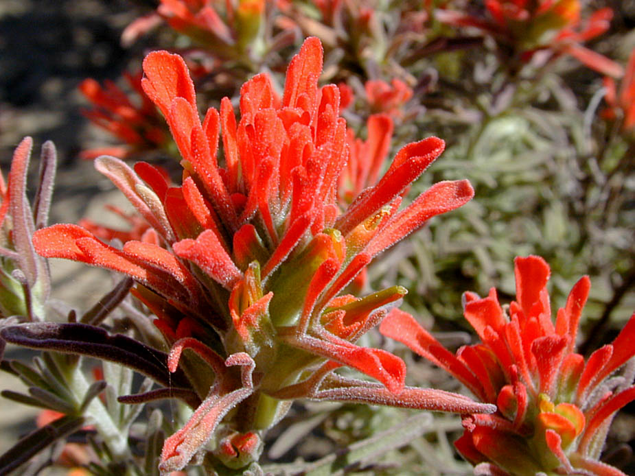 Castilleja affinis ssp. affinis; Photo # 89
by Kenneth L. Bowles