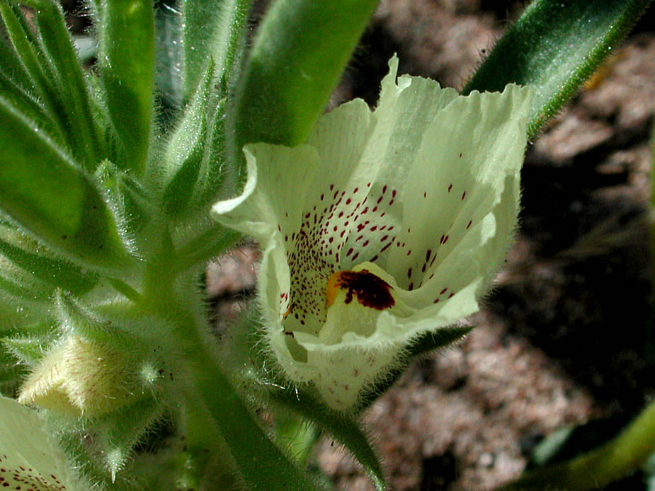 Mohavea confertiflora; Photo # 90
by Kenneth L. Bowles