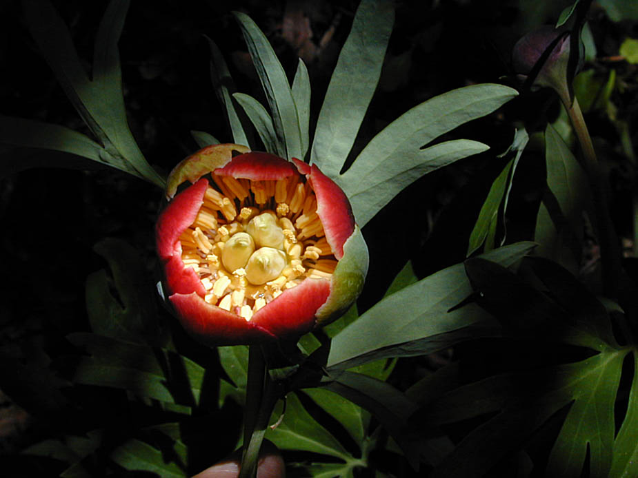 Paeonia californica; Photo # 91
by Kenneth L. Bowles